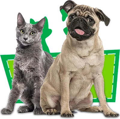 Atendimento veterinário humanizado em Mogi das Cruzes — Rosnados e Miados