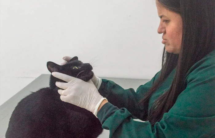 Médica veterinária examinando gato na Clínica Rosnados e Miados